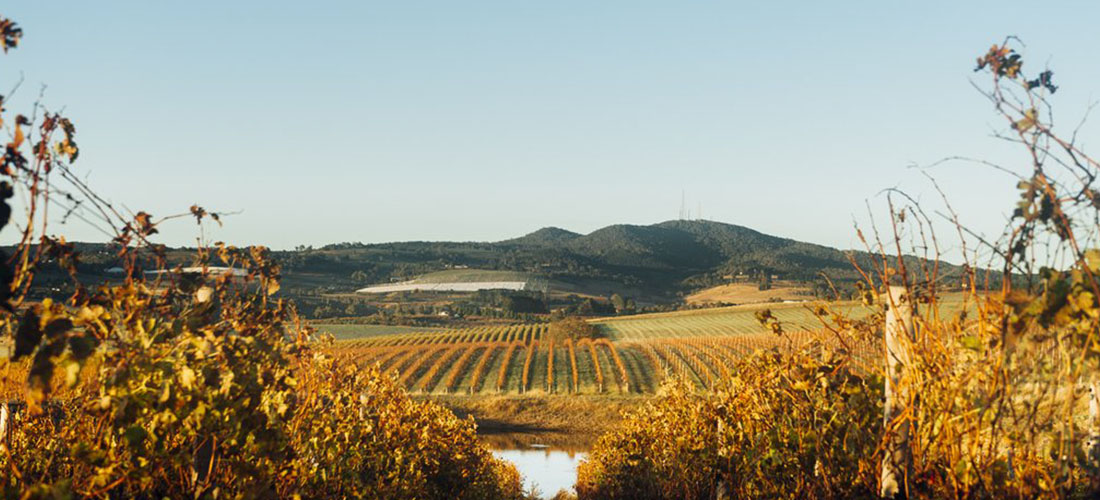 Hoosegg vineyard